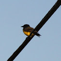 Common tody flycatcher