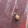 Brown Widow Spider