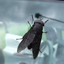 Black Horsefly (female)