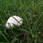 Green-spored Parasol