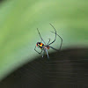 Orchard Orb-weaver Spider