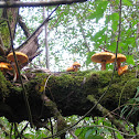 Wood inhabiting Gilled Mushroom