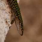 Tyrrhenian Wall Lizard