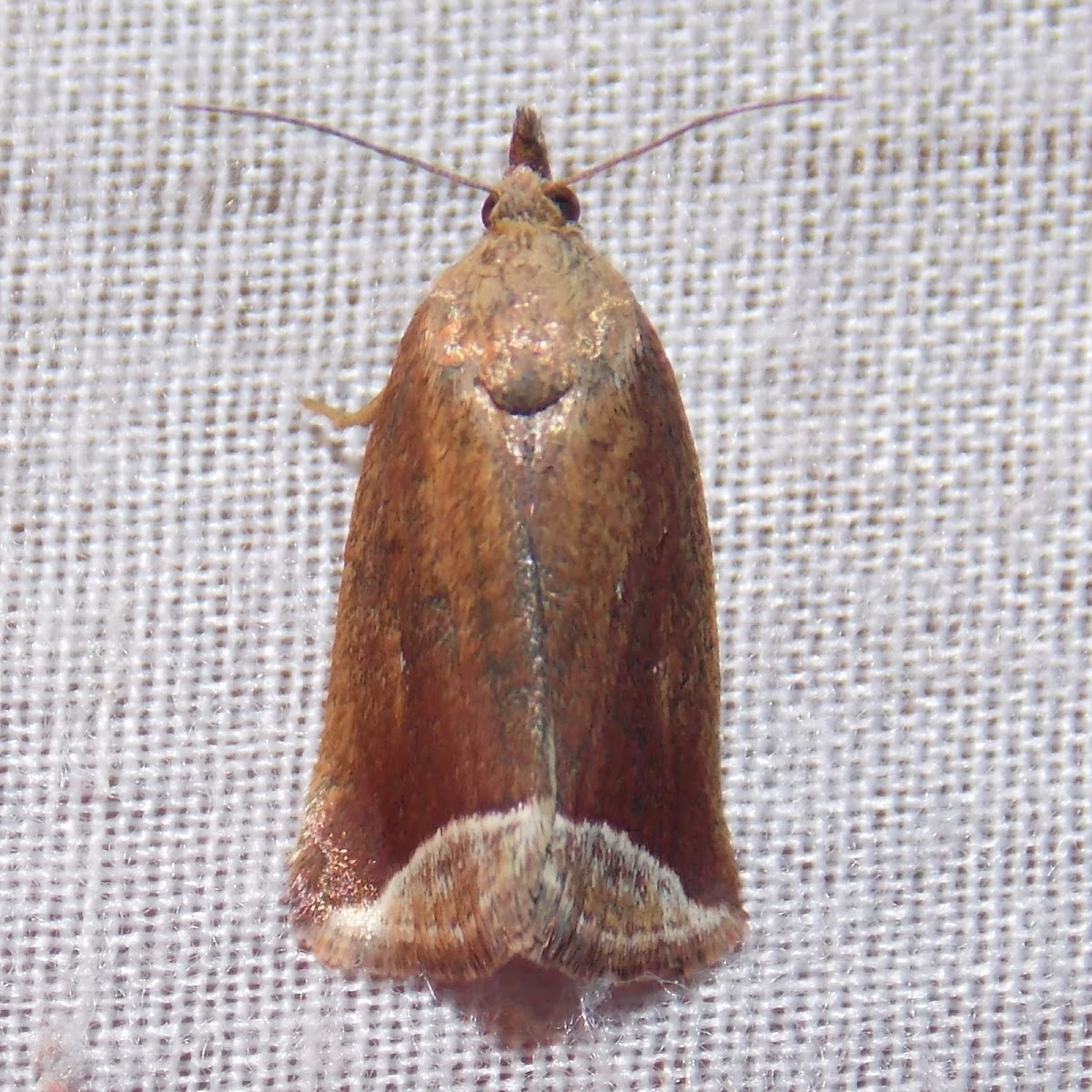 Curved Halter Moth