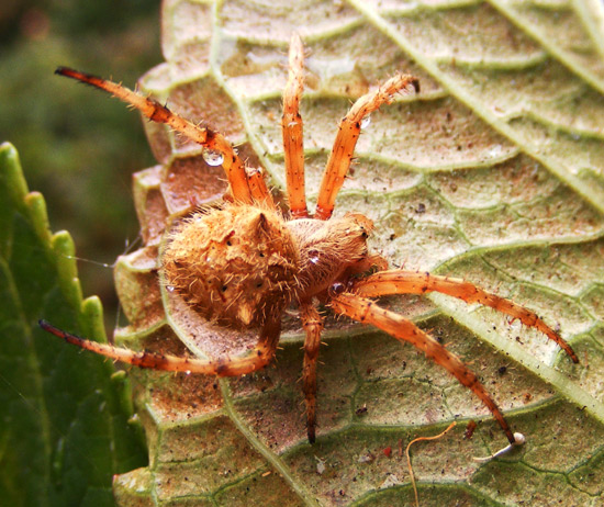 Garden Orb Weaving Spider