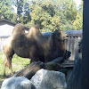 Bactrian Camel from the zooo