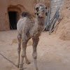 Dromedario o camello arábigo 