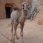 Dromedario o camello arábigo 