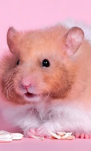 Hamster Wallpapers Screenshots 4
