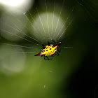 Kite Spider / Spiny orb-weaver