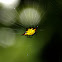 Kite Spider / Spiny orb-weaver