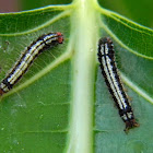 Asota sp. moth caterpillars