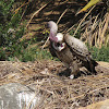 Rüppell's Vulture with chick