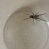 Southern House Spider