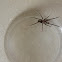 Southern House Spider