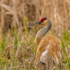 Sandhill Crane