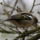 Chaffinch