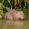 Muskrat