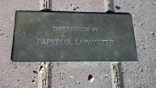 Papyrus Tree