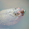 Eastern Snapping Turtle (blowing bubbles)