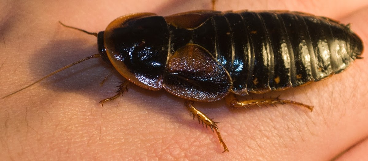 Dubia Roach female | Project Noah