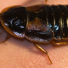 Dubia Roach female