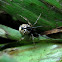 Parasteatoda Spider