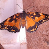 Bordered Patch/Butterfly Sunflower