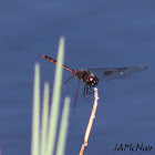 Four-spotted Pennant