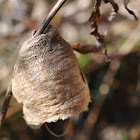 Chinese Mantis Egg Case (ootheca)