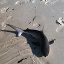 Black Tip Shark