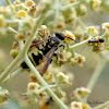 Scoliid wasp