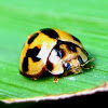 Variable Ladybird Beetle