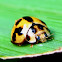 Variable Ladybird Beetle