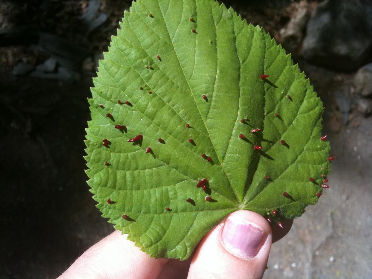 Lime Nail Galls