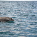 bottle-nosed dolphin