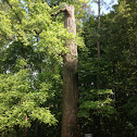 Poplar tree at C. G. Hill Memorial Park