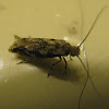 Household Casebearer Moth