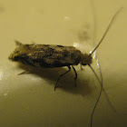 Household Casebearer Moth