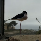 Black-Necked Stilt