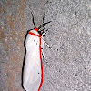 White winged red costa tiger moth