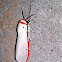 White winged red costa tiger moth