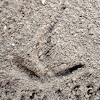 Sandhill Crane bird tracks