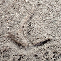 Sandhill Crane bird tracks