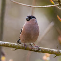 Bullfinch