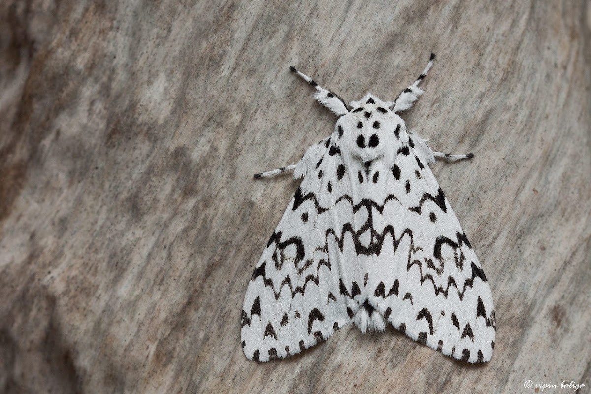 Lymantriid moth