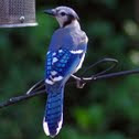 Blue Jay