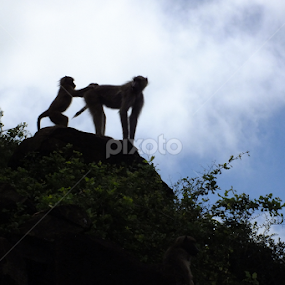 Baboon by Piet  Grobler - Animals Other Mammals
