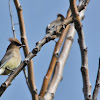 Cedar Waxwing