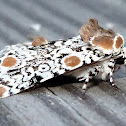 Harris's Three-Spot Moth